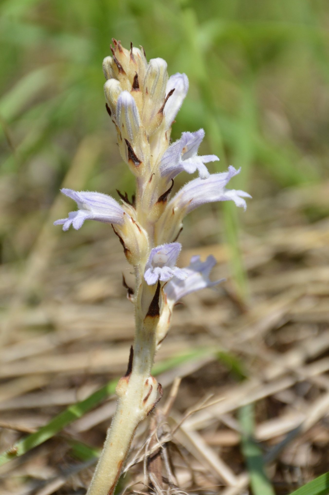 Phelipanche (Orobanche) purpurea / Succiamele azzurro